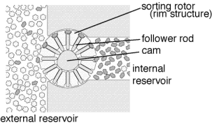 Molecular Sorting Motor